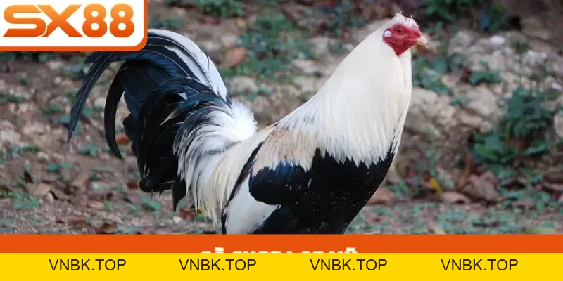 Dàn Đề Bất Tử - Chiến Thuật Tối Ưu Lợi Nhuận Tại SX88