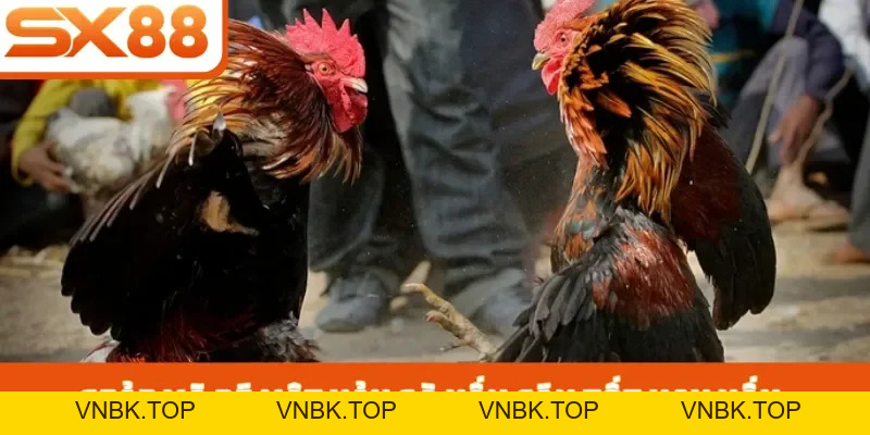 Vảy Gà Vấn Cán Tốt Hay Xấu - 3 Cách Nhận Biết Chiến Kê