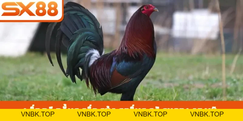 Gà Chọi Lai Mỹ - 3 Cách Chăm Sóc Giúp Chiến Kê Nhanh Lớn