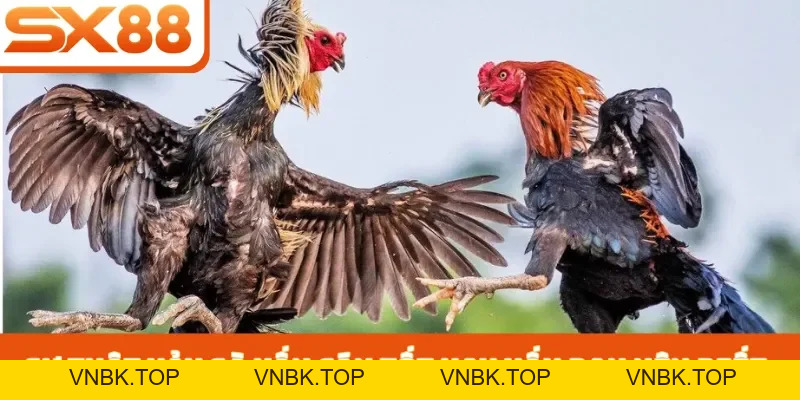 Vảy Gà Vấn Cán Tốt Hay Xấu - 3 Cách Nhận Biết Chiến Kê