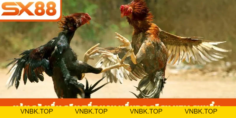 Vảy Gà Vấn Cán Tốt Hay Xấu - 3 Cách Nhận Biết Chiến Kê